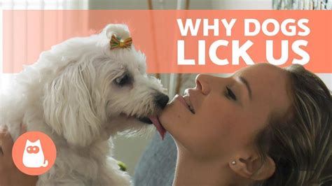 dog licks vigina